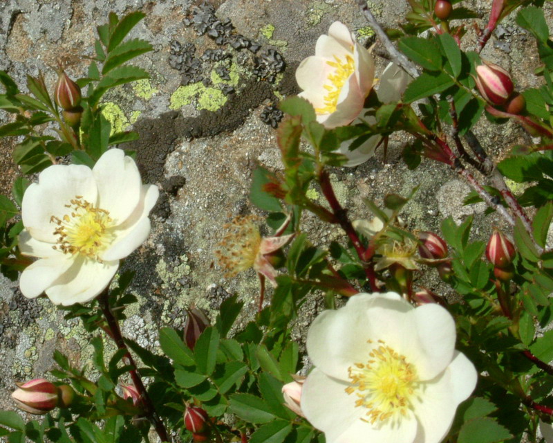 Rosa spinosissima / Rosa di macchia